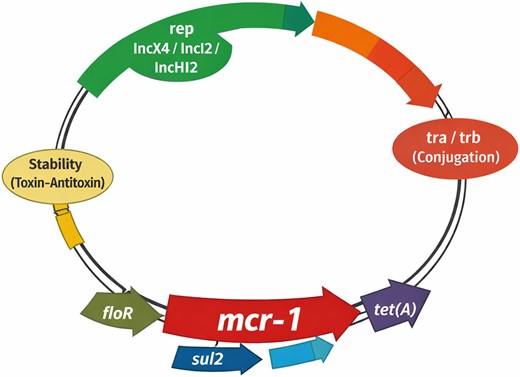 プラスミドと薬剤耐性の水平伝播を解明(Plasmids, Horizontal Gene Transfer and Antimicrobial Resistance) プラスミドと薬剤耐性の水平伝播を解明(Plasmids, Horizontal Gene Transfer and Antimicrobial Resistance)