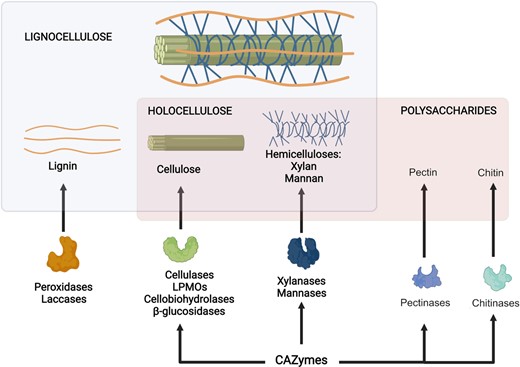 Lignocellulose consists of lignin, a polyphenolic polymer, cellulose, and hemicellulose. Cellulose is a polymer consisting solely in glucose, while hemicelluloses are heteropolymers formed by different monosaccharides. Holocellulose refers to the polysaccharide of lignocellulose, the remaining portion when lignin is not considered. Carbohydrate active enzymes (CAZymes) are enzymes involved in the catabolism of polysaccharides. Cellulose and hemicelluloses are substrates for these enzymes, together with other polysaccharides found in nature, such as chitin and pectin. Different enzymes depolymerize lignin. Laccases and peroxidases degrade not only lignin but also the corresponding monomers and other phenolic substrates. Created with BioRender.com.