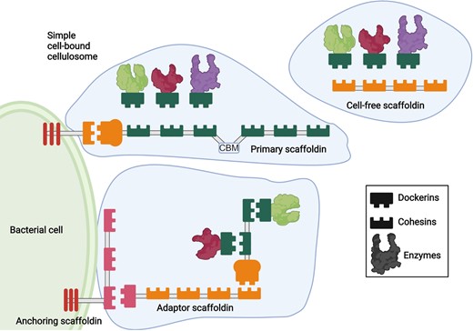 Anaerobic cellulolytic bacteria and filamentous fungi degrade cellulases and hemicellulases with highly specialized structures called cellulosomes. Degrading enzymes are attached to structural proteins called scaffoldins by complementary modules: dockerins and cohesins. Some species display cellulosomes attached to the membrane by anchoring scaffoldins, while others possess free cellulosomes. Created with BioRender.com.