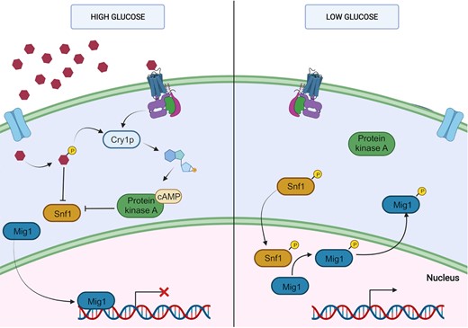 Simplified CCR mechanism described in S. cerevisiae. Filamentous fungi share this general mechanism with the participation repressors such as CRE1/cre1/CreA. When the preferred carbon source is available (left), it enters the cell by hexose transporters or G-protein receptors (GPCR). Phosphorylated glucose and GPCR activate the adenylyl cyclase Cry1p. The increase in cAMP activates the protein kinase A (PKA) that inhibits the protein Snf1 (sucrose nonfermenting 1). Glucose phosphate also inhibits this protein. In this state, the repressor Mig1 is in the nucleus impeding the transcription of genes necessary for the catabolism of alternative carbon sources. When the concentration of glucose is low. There, Mig1 is phosphorylated and translocated to the cytoplasm allowing transcription of catabolic genes. Created with BioRender.com.