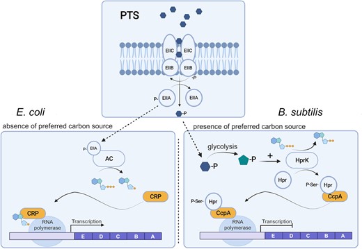 CCR in E. coli and Bacillus subtilis as representatives of Gram-negative and Gram-positive bacteria, respectively. Both mechanisms depend on the PTS. When glucose, the preferred carbon source for most bacteria, is available, it is transported into the cell by EIIA, B, and C. In this process, glucose is phosphorylated and EIIA stays unphosphorylated. At low glucose concentration, phosphorylated EIIA prevails and activates adenylyl cyclase. cAMP binds CRP protein inducing the transcription of catabolic genes by interacting with RNA polymerase. CCR in B. subtilis is triggered by the increase in intracellular glucose phosphate. As a result of glycolysis, fructose 1,6 phosphate also increases and stimulates the Hpr kinase, which phosphorylates the Hpr protein in a serine residue. Phosphorylated Hpr binds CcpA, and together prevent RNA polymerase from initializing transcription of genes involved in lignocellulose catabolism. Created with BioRender.com.