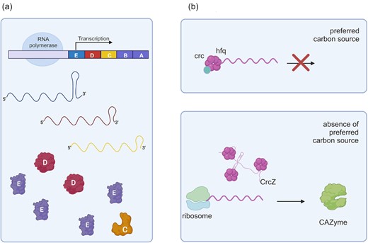 RNA bacterial regulatory pathways for cellulolytic genes. (a) The cip-cel operon of C. cellulolyticum is regulated by SRPS. Mature transcripts are stabilized by terminal stem-loops. Transcript degradation depends on the sequence and consequent secondary structure of the terminal mRNA stem-loop. Unstable mRNA (yellow) is more prone to degradation. Consequently, expression of the corresponding gene (C) will be decreased. (b) In Pseudomonas aeruginosa, CCR is mainly exerted by RNA regulatory pathways. When the preferred carbon source is available, transcripts of alternative carbon sources are inhibited by the chaperon Hfq associated or not with protein Crc. When the preferred carbon source is not available, the small regulatory RNA (sRNA) crcZ sequesters Hfq and releases transcripts allowing binding of ribosomes and further translation. Created with BioRender.com.