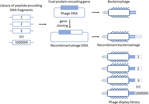 The principle of the phage display technology. Peptide-encoding DNA fragments can be cloned into phage genome to make fusions with a gene coding for one of coat proteins of phage virions. Then, the fusion genes are expressed during bacteriophage development and fusion proteins are incorporated into the virions. The recombinant peptides are thus exposed at virion surface. This technology allows to construct libraries of peptides consisting of millions or billions of different clones, which can be further used to select peptides of specific, desired features.