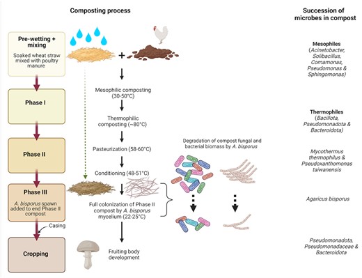Overview of compost preparation for A. bisporus cultivation and the succession of dominant microbial taxa in the compost.