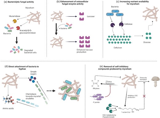 Interactions between bacteria and mushroom mycelium. (a) Bacteriolytic enzyme production by mycelium (β-N-acetylmuramidase and N-acetyl-β-d-glucosaminidase). (b) Enhancement of extracellular fungal ligninolytic enzyme (laccase) activity in the presence of bacteria. (c) Increased nutrient availability for the mycelium through bacterial cellulase secretion. (d) Direct attachment of bacteria to the mycelium through chemotaxis towards hyphal exudates (sugars and amino acids). (e) Removal of self-inhibitory compounds produced by the mycelium: (i) inhibition of the ethylene biosynthetic pathway by Ps. putida relieves mycelium growth inhibition by ethylene and (ii) pseudomonads metabolize the volatile C8 compound, 1-octen-3-ol, which inhibits primordia formation.