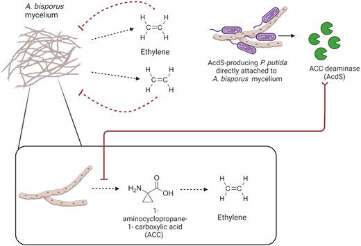 Reduced ethylene production by A. bisporus mycelium in the presence of Ps. putida strains that produce ACC deaminase (AcdS). Ethylene produced by A. bisporus mycelium is self-inhibitory to its growth. AcdS-producing Ps. putida cells co-cultured with A. bisporus mycelium are capable of direct attachment to A. bisporus hyphae and proceed to cleave ACC (immediate precursor to ethylene produced by the mycelium) through bacterial ACC deaminase (AcdS) activity.