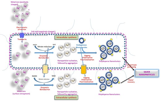 Schematic representation of intracellular and extracellular pathways of microbial synthesis of nanoparticles.