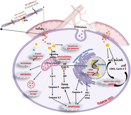 Schematic representation of anticancer mechanisms of metallic nanoparticles.