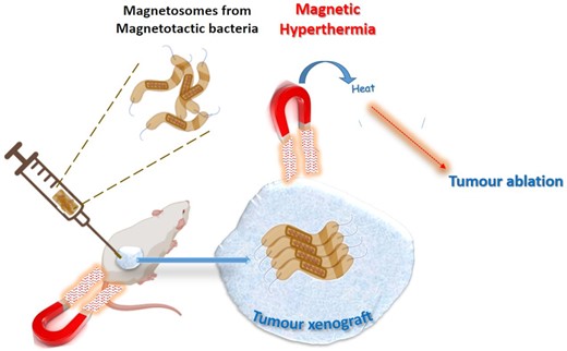 Schematic representation of tumour ablation by hyperthermia effect generated by magnetotactic bacteria under the influence of an applied magnetic field.