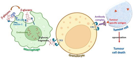Schematic representation of immunomodulatory anticancer effect of β-glucans.