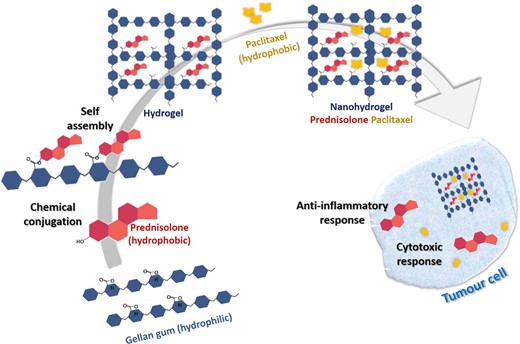 Schematic representation of formulation of a nanohydrogel from Gellan gum for concomitant dual drug delivery of prednisolone and paclitaxel for inflammatory carcinomas.