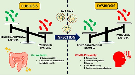 Gut microbiota response during SARS-CoV-2 infection. SARS-CoV-2 infection causes an alteration in the richness and diversity of human gut microbiota, generating a dysbiotic state that allows the increase in the concentration of gut pathogenic promoting the severity of COVID-19 symptoms such as high temperature, gut permeability, and inflammation, as well as cardiovascular complications and diarrhea.
