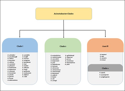 Four main clades according to the phylogenetic tree representing more than 57 species of Acinetobacter as given by Almeida and group in 2021 on the basis of 275 high-quality filtered protein sequences (Almeida et al. 2021).