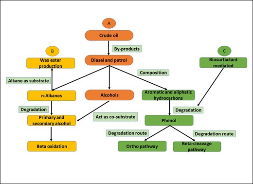 Chart for degradation of various contaminants like crude oil, diesel, petrol, n-alkanes, and other hydrocarbons by members of Acinetobacter genus. (A) The by-products of crude oil are diesel and petrol, which are composed of n-alkanes, alcohols, and aromatic and aliphatic hydrocarbons (Lee et al. 2012, Imron et al. 2019). (B) n-Alkanes can be used by Acinetobacter species for wax ester production (e.g.: Acinetobacter sp. strain M-1), whereas the degradation of n-alkanes forms intermediates like primary and secondary alcohols, which enter β-oxidation pathway (Arvay et al. 2021, Luo et al. 2022). (C) The aliphatic and aromatic hydrocarbons from crude oils can be degraded into phenol with the help of bacterial biosurfactant (e.g.: A. junii, A lwoffii, A. calcoaceticus CA16). Phenol is further degraded via ortho (A. lwoffii, A. calcoaceticus) and β-cleavage pathway (Acinetobacter sp. strain AQ5NOL1), as shown in Fig. 3 (Czarny et al. 2020, Ho et al. 2020, Liu et al. 2020, Tan et al. 2022).