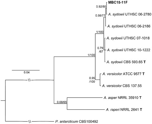 Phylogenetic tree of Aspergillus sydowii and A. versicolor isolates based on ITS, 28S, and tub2 sequences analysed using Bayesian inference. The studied isolate MBC15-11F is shown in bold. Isolate identifiers follow taxon names and node support is given as posterior probabilities/bootstrap support from the Maximum likelihood analysis. Sequences from type strains are marked with bold ‘T’. Penicillium antarcticum was used as an outgroup for the other taxa. The scale bar shows estimated substitutions per site.