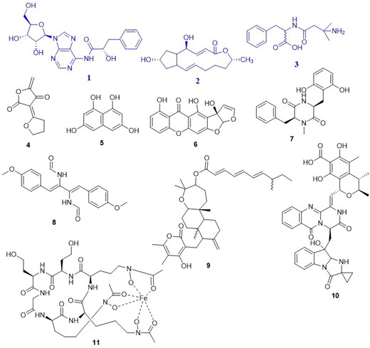 Tentatively identified and dereplicated compounds from HRMS data of the total MeOH crude extract of A. sydowii MBC15-11F using databases. Isolated metabolites from Aspergillus sydowii MBC15-11F are highlighted in blue.