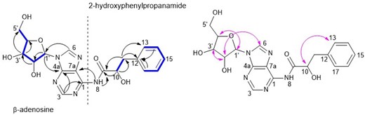COSY (–), HMBC (arrows-black), and NOESY (arrows-pink) connectivity of compound 1.