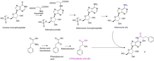 Plausible biosynthetic pathway for the compound 1.