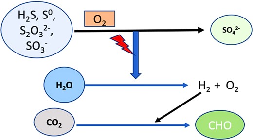The pattern of food synthesis in chemoautotrophic SOB symbolized above. The chemolithoautotrophic SOB harnesses the energy required for the hydrolysis of water into hydrogen and oxygen molecules by oxidizing the reduced sulfur compounds. Further, the hydrogen ions were utilized in the synthesis of carbohydrates.