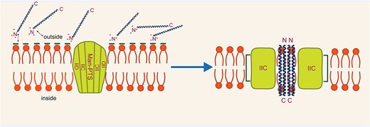 Acting mechanism of pediocin-like bacteriocins.