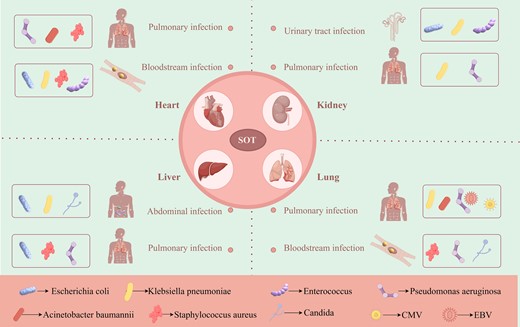 Common infection sites and specific pathogens after organ transplantation.