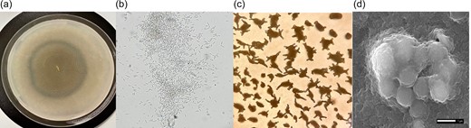 Morphological features of RDP092CA. Growth on VY-2 agar (1A), vegetative cells (1B), stereoscopic micrograph of the fruiting bodies on VY-2 agar (1C), SEM image of fruiting body (1D).