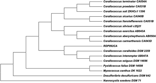16S rRNA phylogenetic tree showing the position of strain RDP092CA among the 12 type strains of Corallococcus spp.