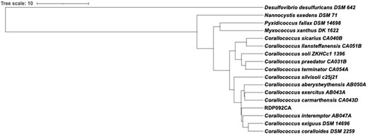 ANI-based phylogenetic tree showing the position of strain RDP092CA among the 12 type strains of Corallococcus spp.