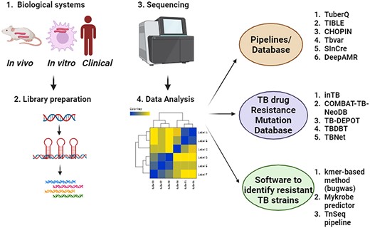 NGS sequencing leading to development of bioinformatics tools and database in TB research.