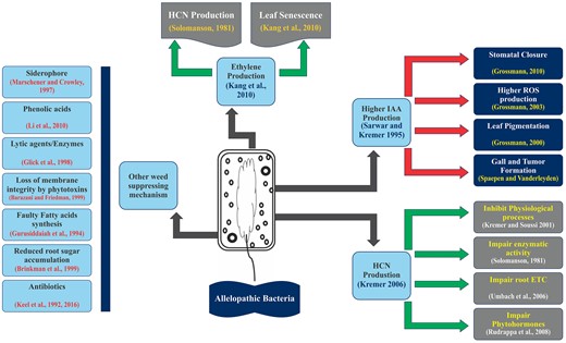 The possible modes of action for weed suppression by allelopathic bacteria. *ETC, ROS, HCN.
