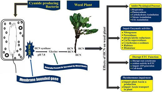 HCN production by Cyanide producing bacteria and its effects on weed growth. *ETC, ATP = Adenosine Triphosphate, HCN, Rubisco = Ribulose-1,5-bisphosphate carboxylase-oxygenase.