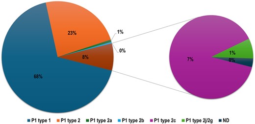 Diagram showing the prevalence of the dominating and least common MP lineages based on the p1 gene such as P1 type, P1 type 2, P1 type 2a, P1 type 2b, P1 type 2c, and non-typable/not detected.
