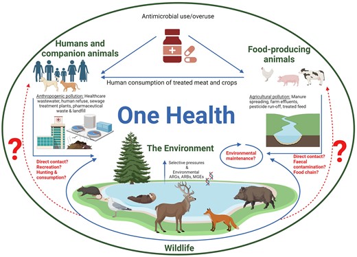 Diagrammatic OH representation of the environmental AMR transmission pathways that may exist (adapted from Ahmad et al. 2023). The over- and misuse of antimicrobials in human and veterinary healthcare leads to AMR. As antimicrobial metabolites are excreted during treatment, they are released into the environment and may also be maintained in that system as humans and companion animals consume treated livestock meat. Anthropogenic pollution through healthcare wastewater, human refuse, sewage treatment and landfill, and agricultural pollution through manure spreading, farm effluent, pesticide run-off, and treated feed enters the environment through various entry points and reaches wildlife. These pollutants pose selective pressures on the environment and animals leading to an increase in ARGs, ARBs, and mobile genetic elements (MGEs). In turn, this increases the likelihood of wildlife acquiring AMR. Major knowledge gaps exist with regards to ‘spill-back’ of AMR back to humans, companion animals or livestock via routes such as direct contact, recreation, hunting, and faecal contamination of farmland. Knowledge is also lacking regarding the capacity for wildlife to maintain AMR cycles in the environment. (Created in BioRender.com; agreement number LV278ZKGBX).