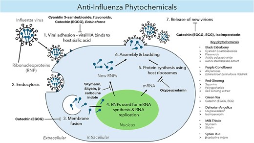A graphical summary of key phytochemicals and plant extracts with anti-IAV properties of black elderberry, purple coneflower, RG, green tea, DA, MT, and SR. Antiviral activity occurs by targeting different stages of the viral life cycle, causing virus inhibition and/or modulating the host’s antiviral immune response. **Baikal skullcap is omitted here because its phytochemicals play a role in modulating the host’s immune system.