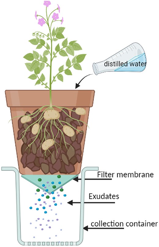 Experimental setup for in situ exudate collection.