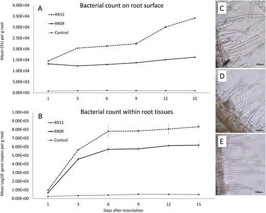 Bacterial colonization efficiency of isolates RR09 and RR15 on potato root surface (A) and within root tissues (B) following in vitro inoculation. Error bars are ± standard deviation. Microscopic images (1000× magnification) of potato roots showing bacterial colonization 8 weeks after inoculations: (C) uninoculated control (D) RR09 inoculated, and (E) RR15 inoculated.