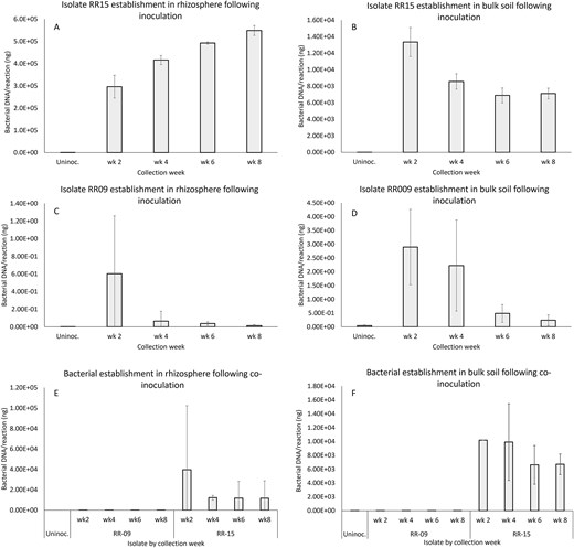 Establishment and persistence of bacterial populations of isolates RR09 and RR15 in rhizosphere and bulk soil samples in pot culture measured by TaqMan qPCR following pretreatment of transplanted plantlet roots with a single or combined inoculum of each bacterium. Error bars are ± standard deviation.