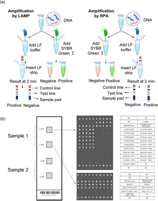 Molecular diagnostic methods for MTB detection and DST. (a) Standard workflow of LF-LAMP and LAMP-S (left) and LF-RPA and RPA-S (right) for the detection of MTB. Reprinted (adapted) with permission from Mahato and Kumar (2024). Copyright (2024), Journal of Microbiological Methods. (b) The layout of the DNA microarray method module; each detection panel includes 4 detection modules, which can detect two specimens at the same time. Reprinted (adapted) with permission from Feng et al. (2021). Copyright (2021), Scientific Reports.