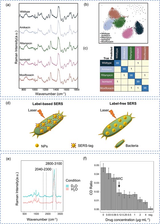 Raman Spectroscopy methods for MTB detection and DST. (a) Average Raman spectra with standard deviation for five BCG strains. (b) t-distributed stochastic neighbor embedding projection of Raman spectra from BCG strains resistant and susceptible to four antibiotics, grouped by antibiotic class. (c) Confusion matrix generated by convolutional neural network for classifying BCG strains based on Raman spectra. (a–c) Reprinted (adapted) with permission from Ogunlade et al. (2024). Copyright (2024), Proceedings of the National Academy of Sciences of the United States of America. (d) Schematic representation of label-based and label-free SERS for bacterial detection. (e) Representative Raman spectra of MTB labeled with D2O for 24 h. (f) Carbon–deuterium (C–D) ratio of MTB (H37Rv strain) following RIF treatment at various concentrations, showing dose-dependent metabolic suppression and enabling MIC determination.