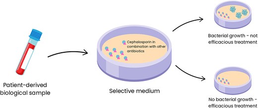 Representation of the mechanism by which selective media containing cephalosporin combinations enable precise selection of antibiotic regimens for treating infections caused by ESKAPE pathogens. The diagram illustrates how the selective media functions to isolate and identify resistant bacterial strains. By leveraging the activity of specific cephalosporin combinations, the media inhibits nontarget organisms while promoting the growth of resistant strains, allowing clinicians to determine the most effective antibiotic therapies for combating these high-priority pathogens.