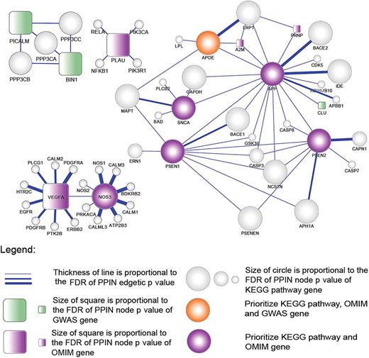 Protein-interaction network (PIN) between 40 Alzheimer's disease (AD) genes of complex and Mendelian inheritance and KEGG AD pathway genes. Of the 40 AD inheritance genes, 28 are connected through protein–protein interactions in the network using a threshold cut-off of 900 within the STRING database and stringent network modeling using SPAN (Materials and methods). Node and edgetic significances, representing individual proteins and their interactions, respectively, are visualized according to their respective false detection rate (FDR) p value. Node shape and color indicate the source of genes: circle (contained by KEGG), square (not contained by KEGG), gray color (KEGG only), green (genome-wide association studies (GWAS)), purple (Online Mendelian Inheritance in Man (OMIM)), and orange (OMIM and GWAS).