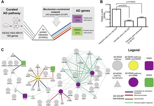 Extending known Alzheimer's disease (AD) pathways with genetic mechanisms (colored lines): indirect connections between single and complex inheritance AD genes and canonical KEGG AD pathway genes (hsa05010) constrained by AD-associated Gene Ontology (GO)-biological process (BP) mechanisms. AD polymorphisms of complex inheritance observed in genome-wide association studies (GWAS) are surprisingly genetically non-overlapping with the known pathway of AD and are established here as significantly interacting with the AD pathway (KEGG) via protein interactions that are themselves confined within established pathophysiological processes of AD (AD-associated GO-BP). (A) Outline of the process of discovering new AD mechanisms by extending known biological pathways of AD (genes of KEGG AD as circles) using first-degree protein-interaction partners (triangles, STRING network) selected according to their connectivity to the confirmed inheritable AD genes (squares, Mendelian gene in mauve (Online Mendelian Inheritance in Man (OMIM)) and complex (GWAS) in green), while simultaneously constraining at the biological process of these interactors to the same mechanism as that of the inheritable genetics (color of the interaction, shared GO-BP between interacting genes). In (B), we show that SPAN-prioritized protein interactions between the first interactor protein of the AD KEGG pathway and an AD gene (Mendelian or complex) are more likely to be observed between proteins that share an association with protein interaction to AD GO-BP mechanisms. Pairs of interacting proteins derived from the 40 AD genes and KEGG AD pathway (hsa05010) genes (STRING) that were not contained in AD GO terms (left bar), contained within the same shared AD GO term (middle bar), or subsumed by an AD GO class as defined in fig 2 (right bar) presented a more significant edgetic p value between their SPAN-modeled interactions than pairs not within AD GO (Kruskall–Wallis non-parametric analysis of variance p<0.0001; individual comparisons by Bonferroni-corrected Mann–Whitney test). Genes with interaction pairs sharing the same AD GO were found to be more significant than expected by chance (p<0.0001; 10 000 permutation resamplings of interactions between AD inheritance genes and AD KEGG first interactors). Conversely, a significant difference between interactor pairs containing the same shared AD GO and interactor pairs subsumed by an AD GO class was not observed. In (C), we show the protein-interaction network connecting KEGG AD pathway genes and their first interaction partners to AD GWAS and OMIM inheritance genes. Prioritized edges with p<0.05 (unadjusted p value of gene pair using empirical distribution from 10 000 permutation resamplings) within the protein–protein interaction network connecting AD GWAS and OMIM genes to genes and first interactors (STRING) from the KEGG AD pathway (hsa05010) are also constrained within four biomodules of GO-BPs found to be enriched in AD genes (see right bar of (B); online supplementary table S7 for interactor pairs mapped to AD GO-BP biomodules; online supplementary table S8 for interactor pairs mapped to shared AD GO-BPs). Node colors and shapes correspond to sources of genetic association (KEGG, OMIM, GWAS) and combinations thereof. Node shapes are hierarchical classes as follows: circle, canonical AD KEGG pathway gene; square, OMIM or GWAS AD inheritance gene; triangle, AD KEGG pathway first interactor. Node colors represent additional features following node shape: green, GWAS; purple, OMIM; gray, KEGG, first interactor to KEGG; yellow, KEGG, OMIM and GWAS. Each biomodule is color-coded according to each prioritized edge between KEGG AD first-degree interactor genes and AD inheritance genes. Of 103 interactions subsumed under AD-associated GO-BP, 750 met a SPAN network model of p<0.05 presented here, among 856 overall interactions identified between the AD KEGG pathways and the inheritable genes (single or complex). A larger network comprising first interactors from AD KEGG pathway genes connected to AD inheritance genes (428 interaction pairs) not constrained with respect to connections through AD KEGG pathway genes nor with an unadjusted p<0.05 cut-off was reduced to the network above using network modeling techniques. As expected, we find that GO-BPs common to both OMIM and GWAS connect to both forms of inheritance genes in the network. In this network, we found for the intersectional AD gene, APOE, among GWAS, OMIM and KEGG sources that three interactions with APOA1, APOA2, and APOA4 contain corresponding high-confidence domain–domain interactions mediated from a single protein domain of APOE, which also harbors 15 distinct AD-associated single-nucleotide polymorphisms (SNPs). APOE is mapped to the GO-BP protein–lipid complex remodeling (online supplementary table S4), whereby both high-density and low-density lipoprotein particle remodeling GO-BPs have plausible roles in the pathogenesis of AD (online supplementary table S5). Accordingly, APOA1, APOA2, and APOA4 all have roles in lipid metabolism, while APO1 and APO2 are the major components of high-density lipoproteins in the plasma. These protein and domain interactions may suggest how genetic aberrations among interaction partners can alter brain cholesterol metabolism and subsequently increase the risk of developing AD. Four other domain–domain interaction pairs not mapped to current AD-associated SNPs were also prioritized in this network (LRP1 with APP and APBB1; DNM1 with CDK5 and MAPK1).