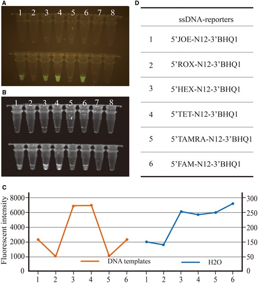 CRISPR/Cas12a-Mediated Sensitive DNA Detection System for Gene-Edited ...