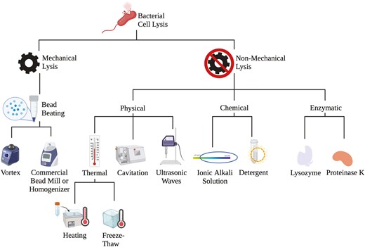 The common types of mechanical and nonmechanical lysis procedures utilized in animal science research applications. Created with Biorender.com.