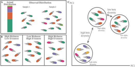 Illustration of considerations for diversity analysis. (A) Example of differences in sample composition based on sampling depth showing that different sampling depths between samples within an experiment can lead to false differences in diversity. This demonstrates the importance of using a normalization method before diversity analysis. (B) Illustration of communities that represent different features included in diversity metrics, specifically the relationship between richness and evenness in how diversity is calculated. (C) Demonstration of the differences in alpha and beta diversity. Alpha diversity represents the diversity within a sample and could be similar even in samples with different taxonomic compositions. Beta diversity describes the differences between samples and can only be calculated by comparing communities. This also demonstrates how samples can have similar alpha diversities but different beta dissimilarities.