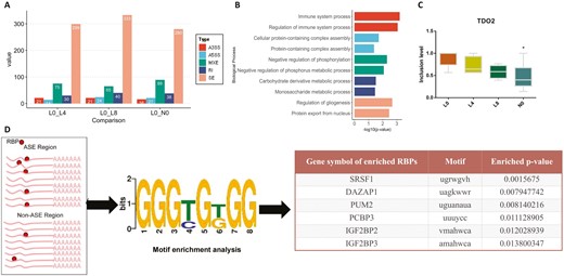 Identification of RBP regulating the LBW-associated ASE. (A) The count of ASE in 5 splicing patterns when L0 was control among 3 comparisons (FDR < 0.1). (B) Biological process enrichment of ASE overlapped genes in L0 vs. N0 (P < 0.05). C. Boxplot of percent spliced inclusion (PSI) level of TDO2 among 4 groups, * means P < 0.05 between L0 and N0. D. Motif enrichment analysis of LBW-associated RBP. RBP with P < 0.05 were considered as enriched in Fisher’s exact test.