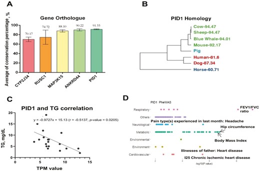 PID1 may play a role in metabolic recovery by Trp supplementation. (A) The bar-plot shows the top 5 averaged gene conservation scores of 5 hub genes among seven mammalian species. (B) Hierarchical tree of 7 mammalian species based on the conservation scores of PID1 compared with Sus scrofa. (C) Scatter plot shows the correlation (r) between expression levels (TPM) of PID1 and levels of postprandial plasma TG (mg/dL) across 4 groups. (D) Phe-WAS results for PID1, where P-values are determined by the t-test between metabolic traits and the corresponding types of traits (P < 0.01).