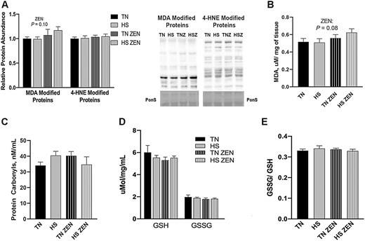 Assessment of redox status following 7 d of diurnal heat stress (HS) in oxidative skeletal muscle. Oxidative stress was measured by quantifying the relative protein abundence of malondialdehyde (MDA)- and 4-hydroxynonenol (HNE)-modified proteins in Semitendinosus red (STR). To assess oxidative modification of lipids (A) MDA- and 4-HNE-modified proteins were assessed via western blotting. (B) MDA (TBARS) concentration was determined colorimetrically and expressed in µM/mg of tissue. (C) The concentration of protein carbonyls (nmol/mL) was measured to assess oxidative modification of protein. We also considered (D) the concentration of reduced (GSH), oxidized (GSSG) glutathione expressed in μmol/mg/mL, and (E) the ratio of GSSH/GSH. Values represent the mean ± SEM. Groups (n = 6–7/group) were compared using a 2 × 2 ANOVA. A main effect of zearalenone (ZEN) (P < 0.05) is indicated.