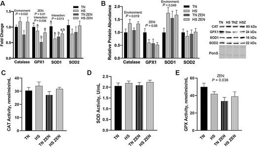 Assessment of antioxidant enzymes following 7d of diurnal HS in oxidative skeletal muscle. (A) Transcript expression and (B) relative protein abundance of antioxidant enzymes following HS. Ponceau S stain (PonS) was used as a loading control. (C) Enzymatic activity of Catalase (CAT; nmol/min/mL), (D) total superoxide dismutase (SOD; U/mL), and (E) glutathione peroxidase (GPX; nmol/min/mL) were measured. Groups were compared using a 2 × 2 ANOVA; (n = 6–7/group). A main effect of environment (P < 0.05) and/or a main effect of ZEN (P < 0.05) are indicated. Values represent the mean ± SEM. Similar groups are indicated by the same letter where appropriate, with differences determined by a Newman–Keuls post hoc test.