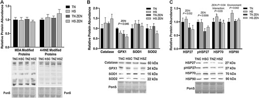 Effects of 7-d dirual HS and ZEN treatment on glycolytic skeletal muscle. (A) After 7 d of HS, relative protein abundance of MDA- and 4-HNE-modified proteins was similar between all groups. (B) Antioxidant enzymes relative protein abundance were assessed via western blotting. Treatment with ZEN decreased protein abundance in GPX1; however, all other antioxidant enzymes were similar between groups (n = 6–7/group). (C) Relative protein abundance of select HSPs following environmental HS and ZEN exposure. Ponceau S Stain (PonS) was used as a loading control. Values represent the mean ± SEM. Groups were compared using a 2 × 2 ANOVA; a main effect of environment (P < 0.05) and/or a main effect of zearalenone (ZEN) (P < 0.05) is indicated. Similar groups are indicated by the same letter where appropriate, with differences determined by a Newman–Keuls post hoc test.